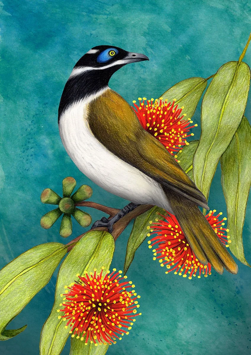 Blue-faced Honeyeater