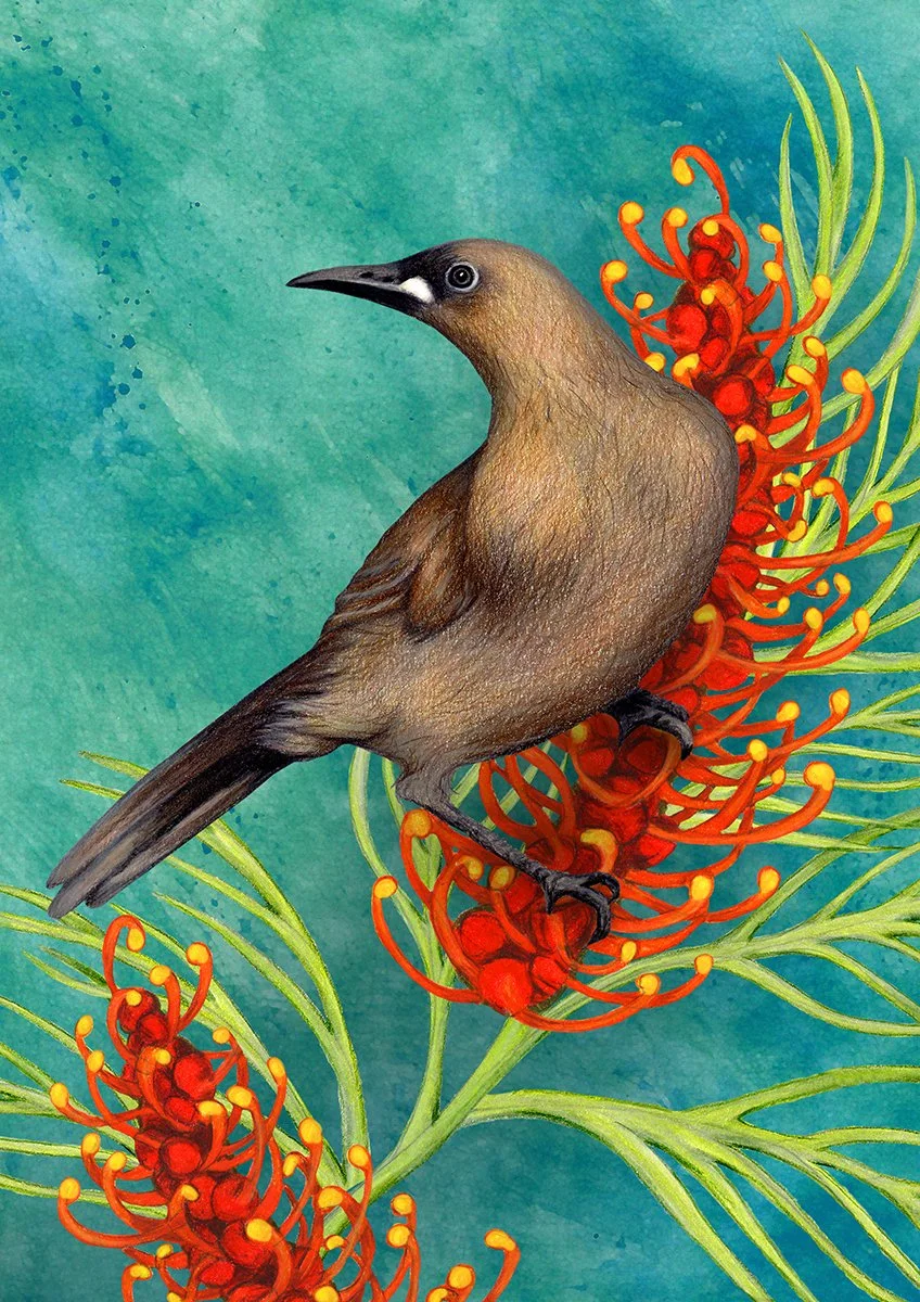 White-gaped Honeyeater