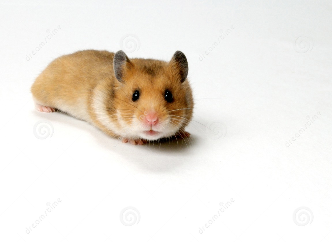 curious-hamster-2729180.jpg