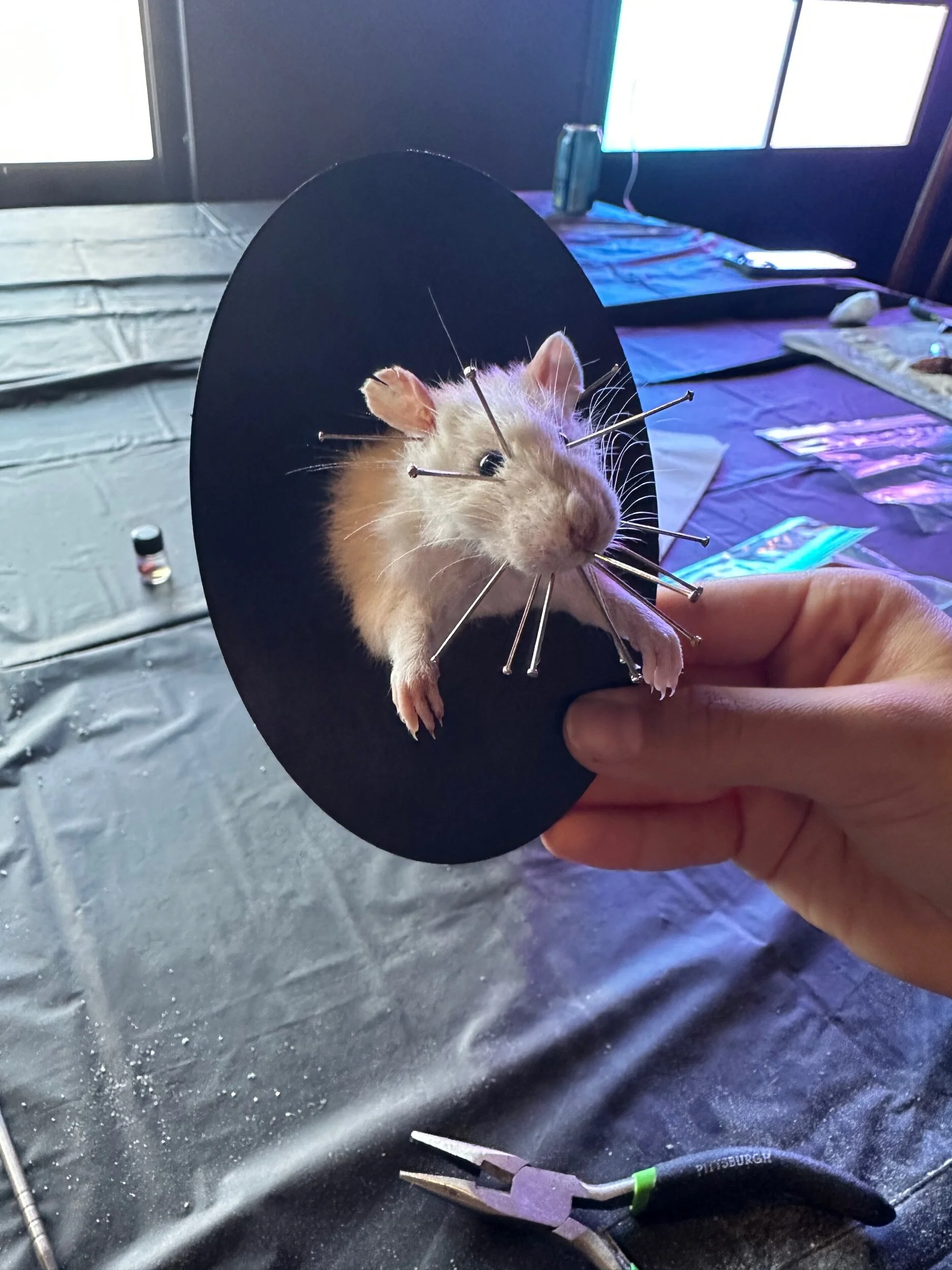 C77634F3-9969-4D1D-A50F-D5AFFEA8627C