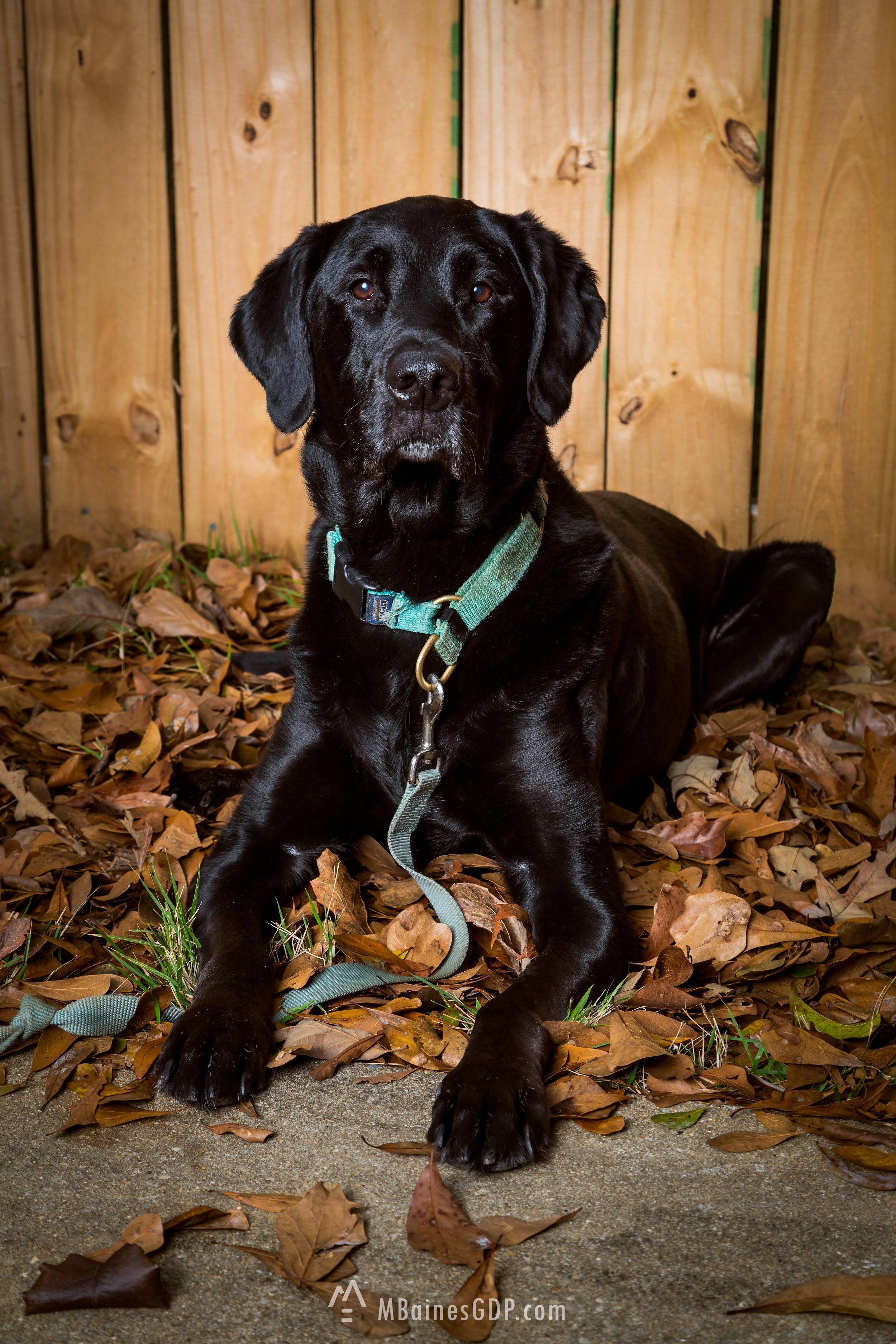Titus - A Girls Best Friend