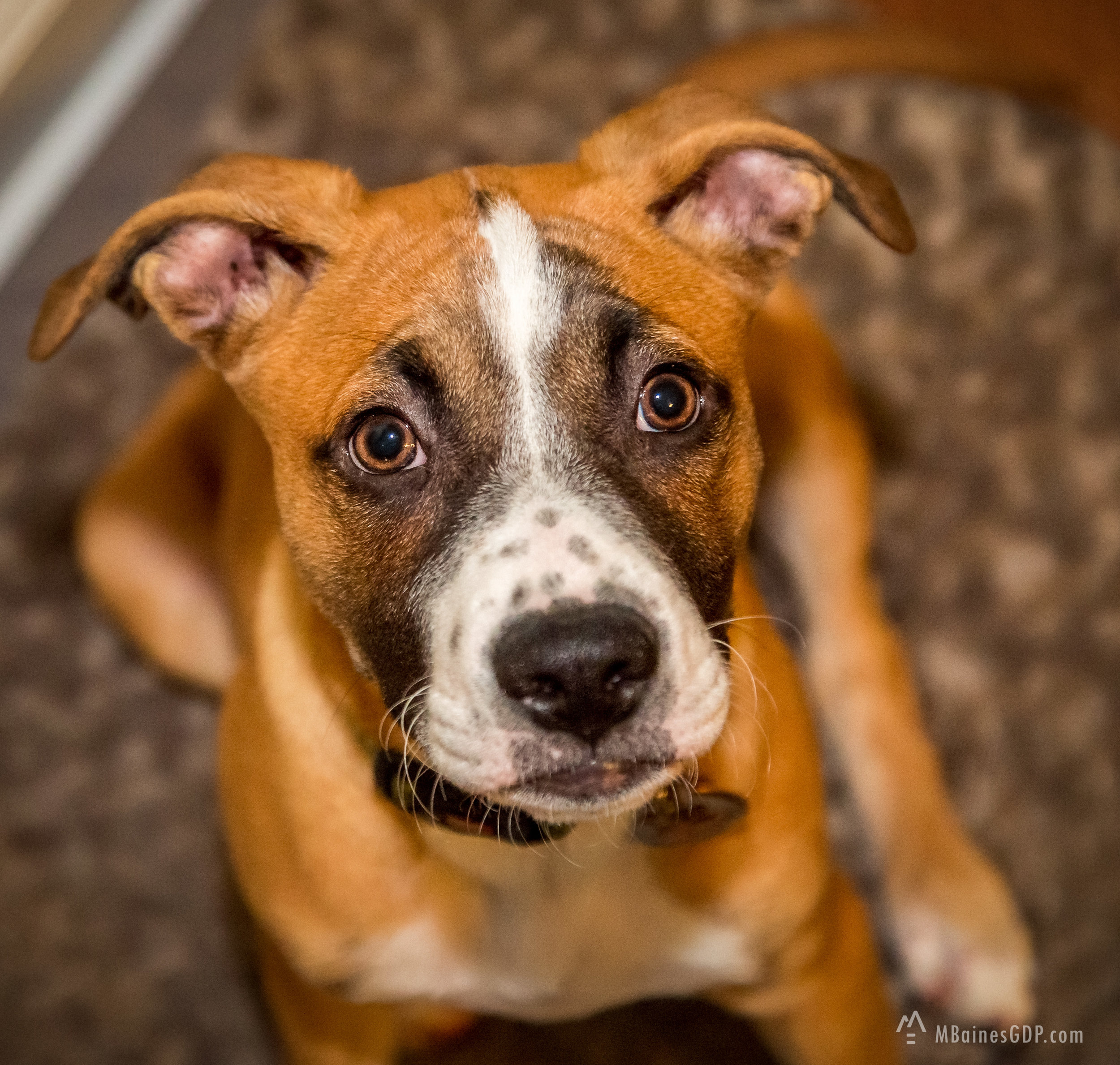 Moose - Furry Freckle Nose