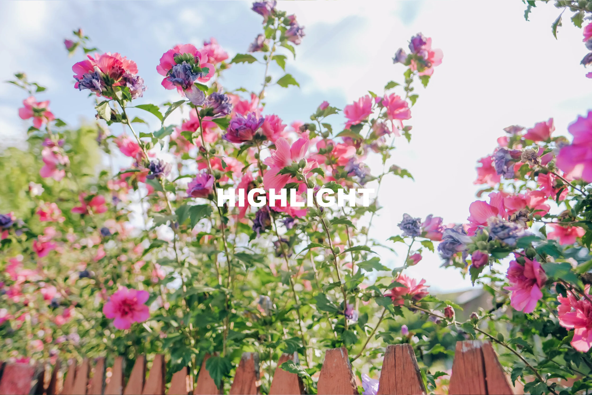 HIGHLIGHT.jpg