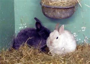 Rabbits - breeding pair