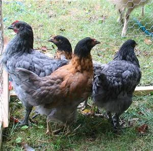 Chickens