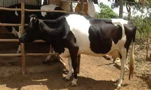 Dairy Cow