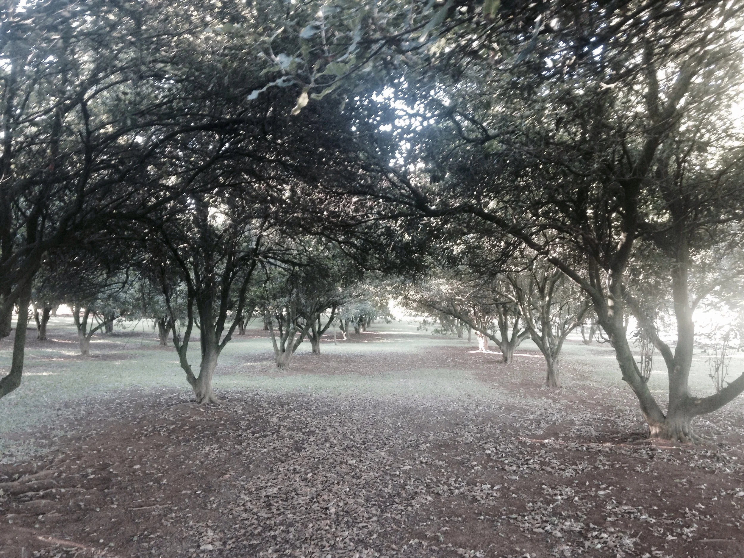 Macadamia plantation
