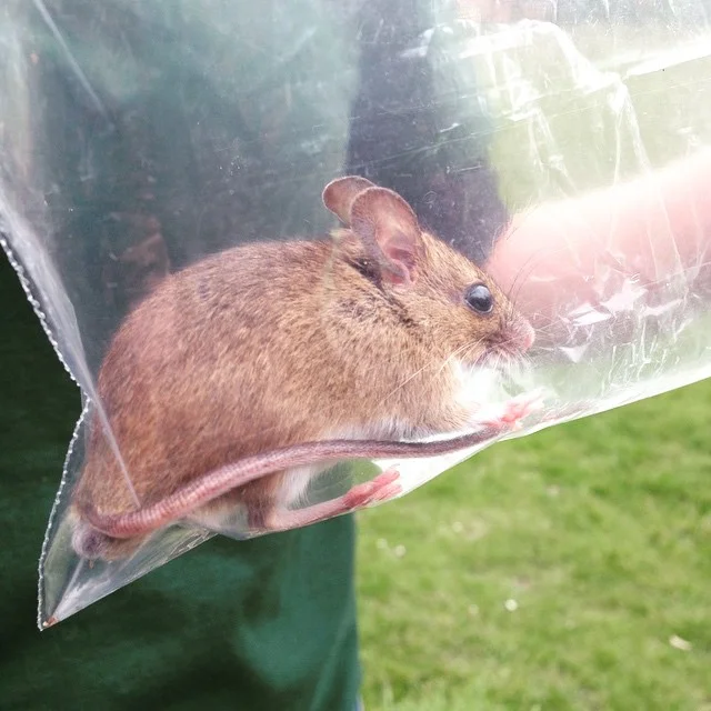Wood Mouse at Colwick Woods #VFTE
