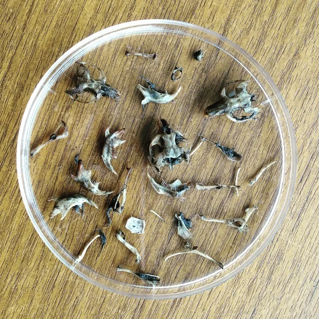 Pellet analysis #VFTE