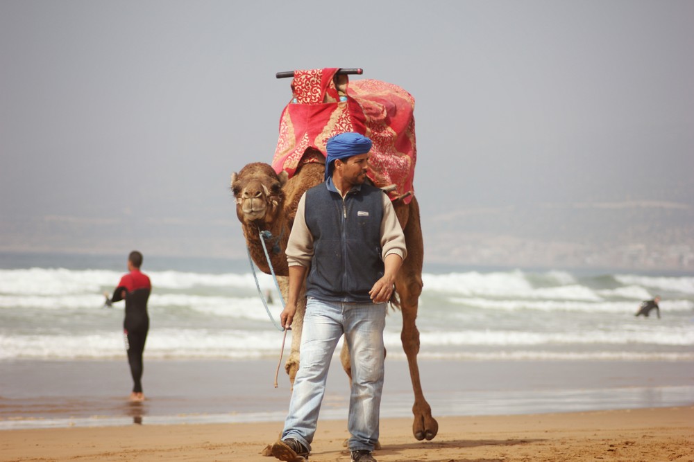 Beach camel