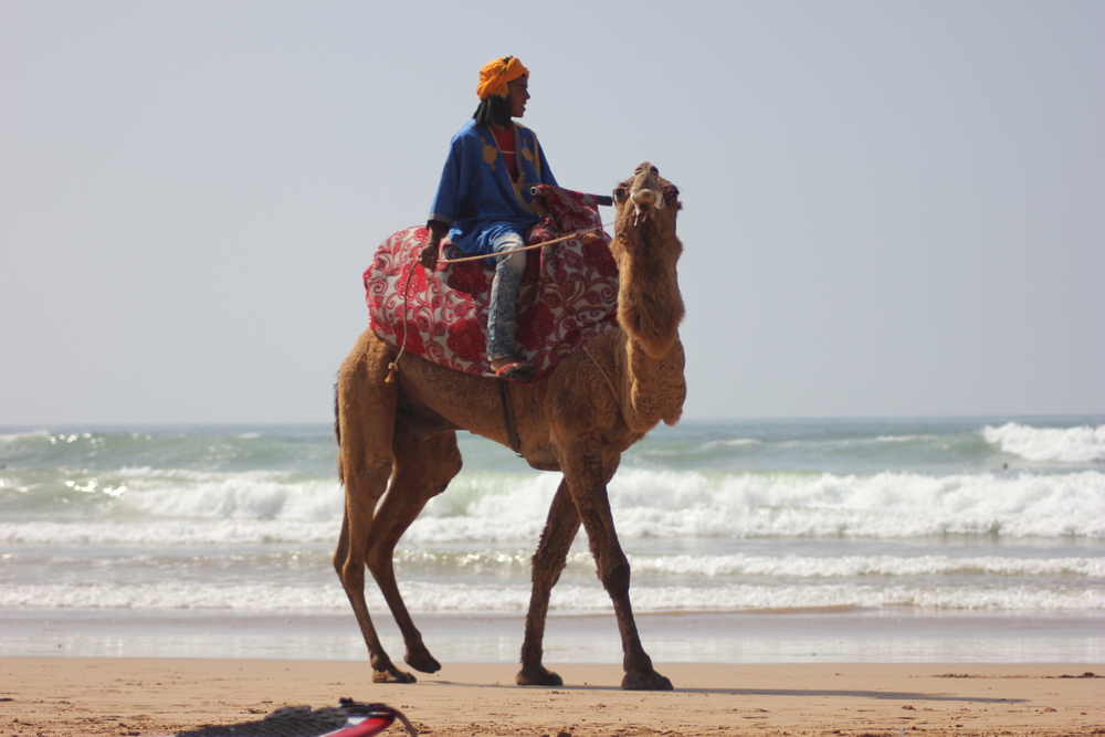 Beachside camel