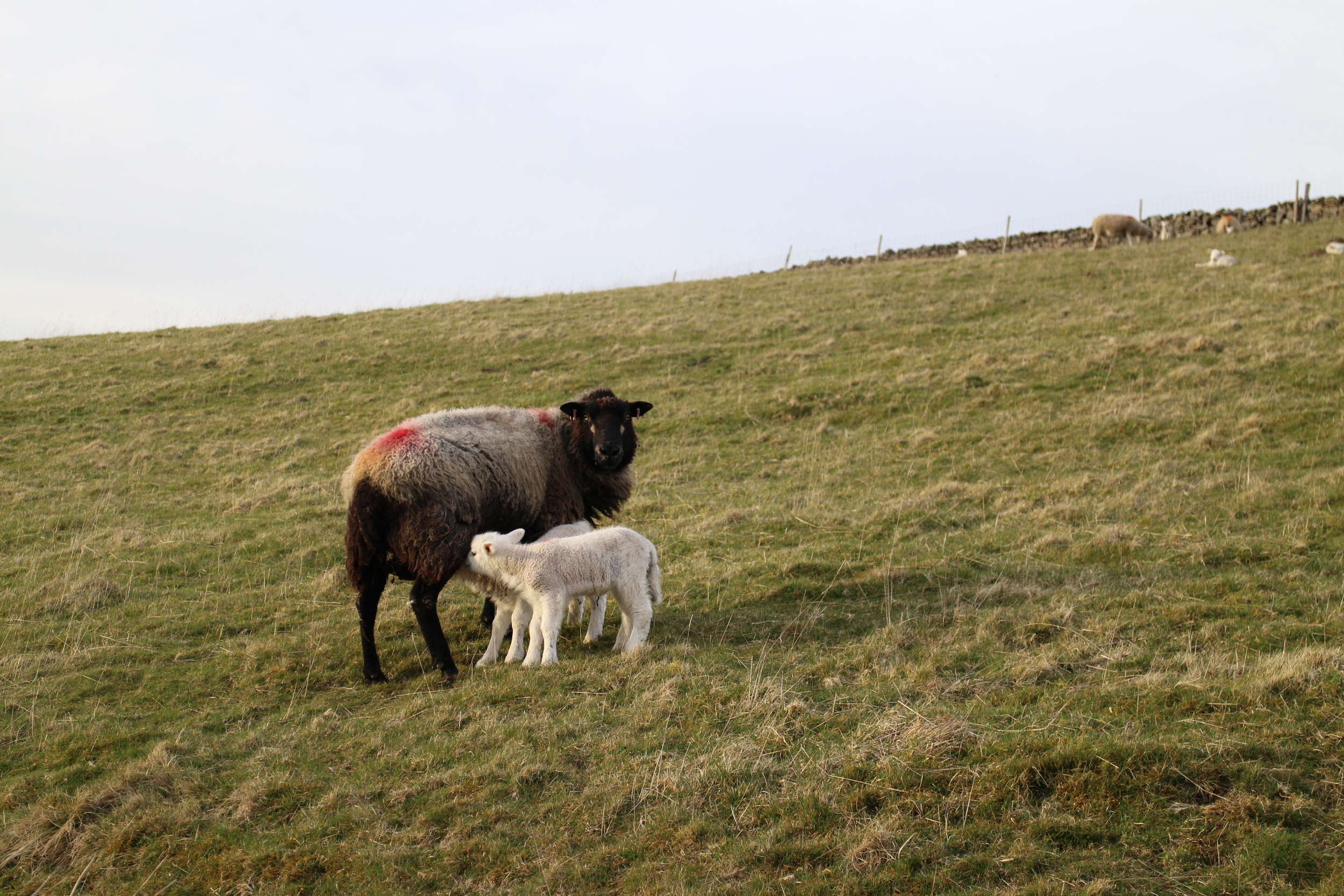  Pennine Way residents 