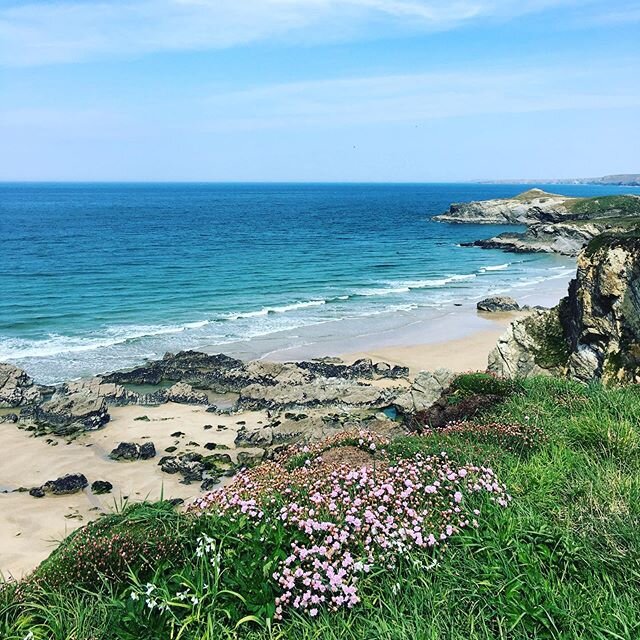 The sea pinks are out in Cornwall 🌸💕