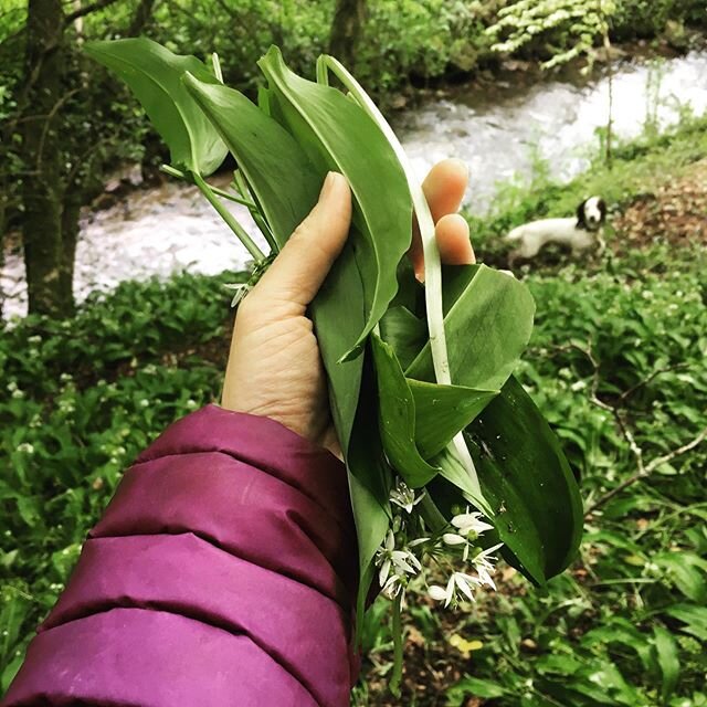 Time for a forage! 🌱 
Fistfuls of wild garlic, to make gnocchi with wild garlic pesto for lunch. A May 6th tradition in the Murray household! @muzzak202