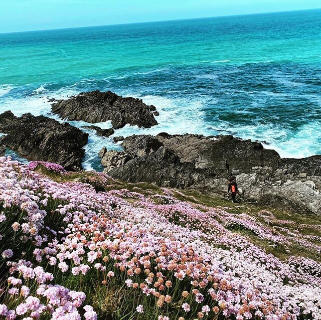 There&rsquo;s life in those sea pinks yet! 🌸✨