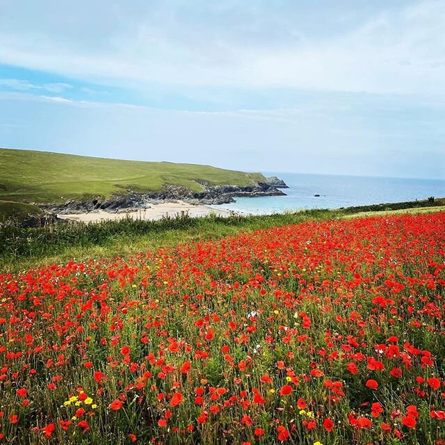 Poppies by the sea ❤️