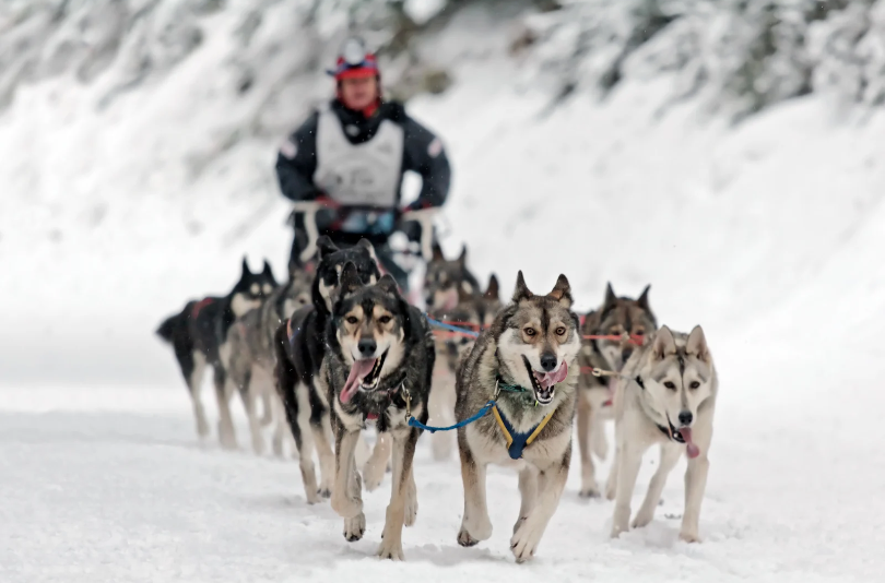 Mini Mushers | Language Group for 5-10 years
