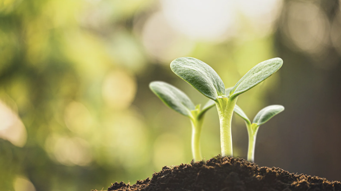 Language in Bloom | Language Group for 2-5 years