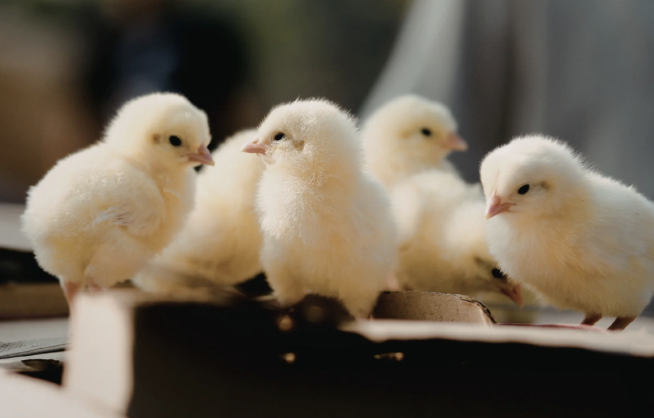 Meet the Peeps | Language Group for 1-4 year olds