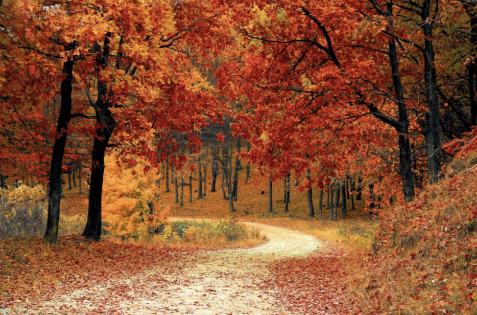 Signs of Fall | Fall Festival