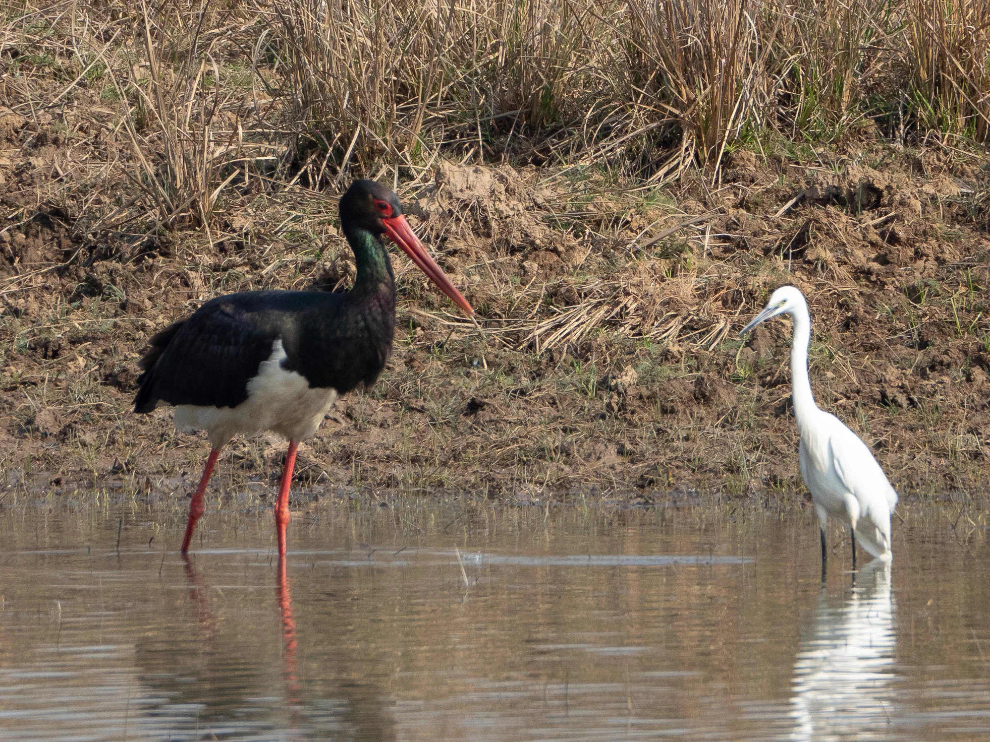 Black stork and intermediate egret.jpg