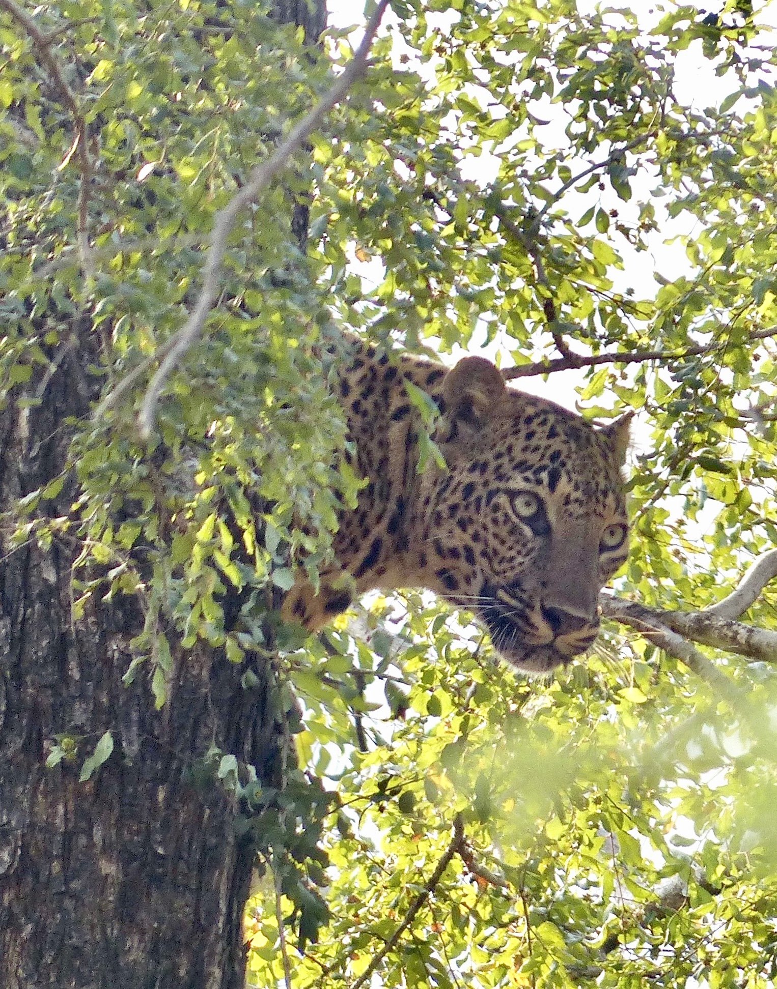 Leopard in tree.jpg