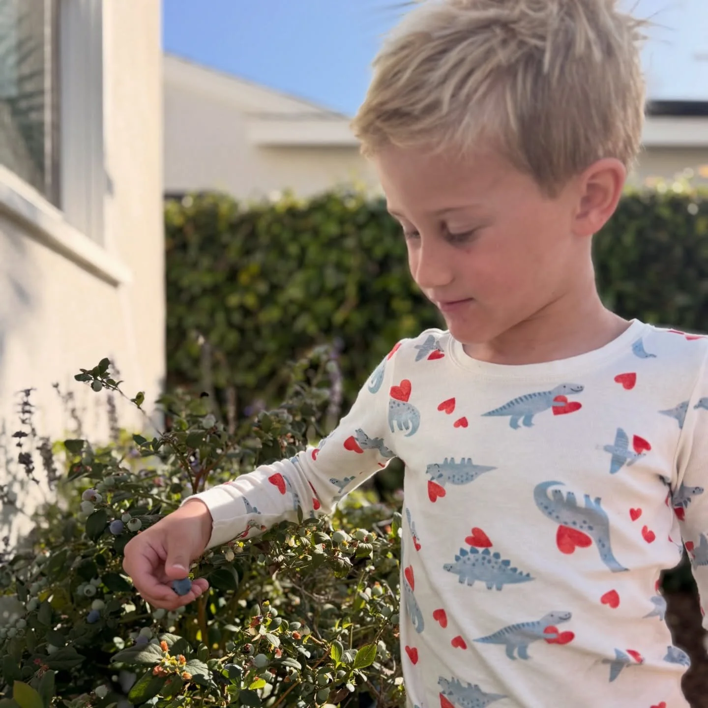 Blueberries 🫐 the first of Feb! We&rsquo;re so lucky 🍀 #blueberries #homegarden