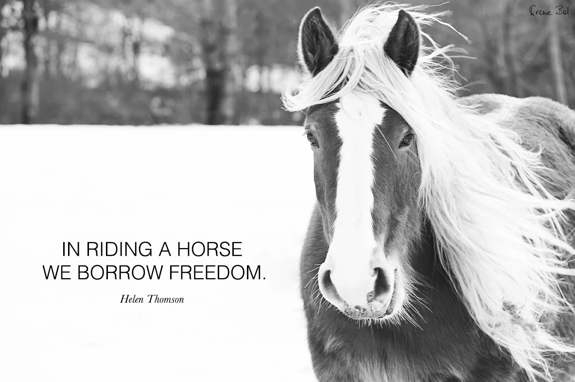 irene_bel_horse_quote.jpg