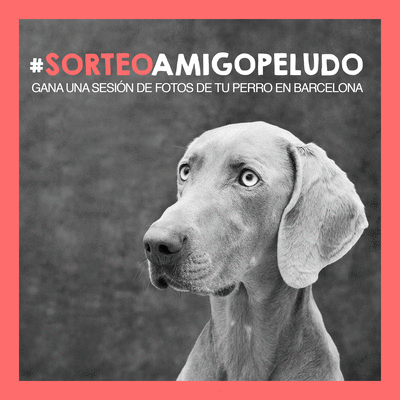 irenebel-sorteo-perro-instagram.gif