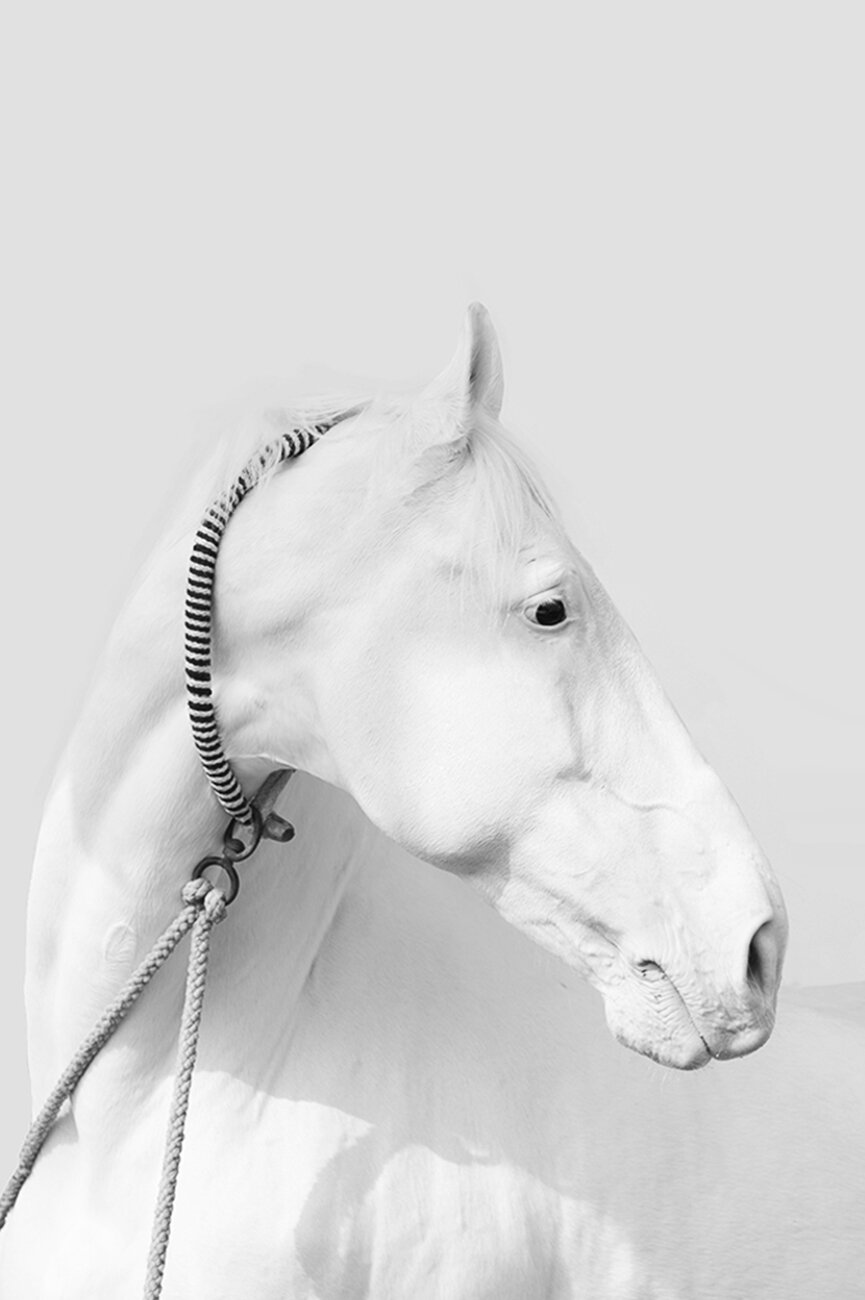 white_horse_irenebel.jpg