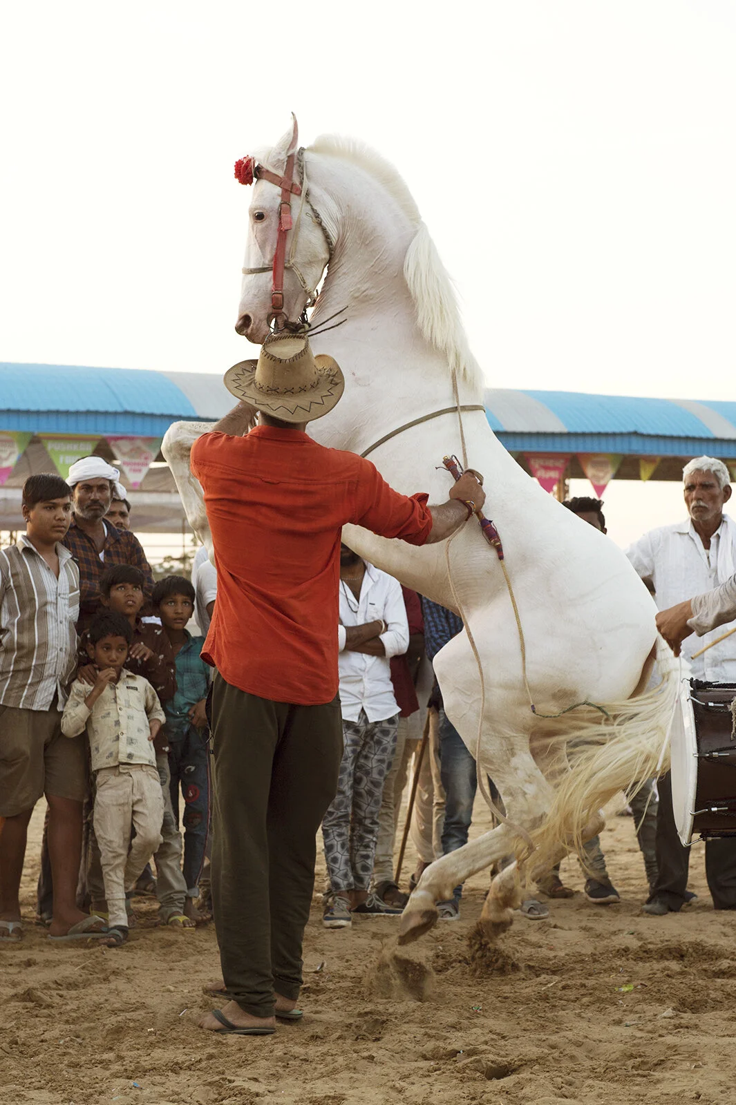 photography_working_animals