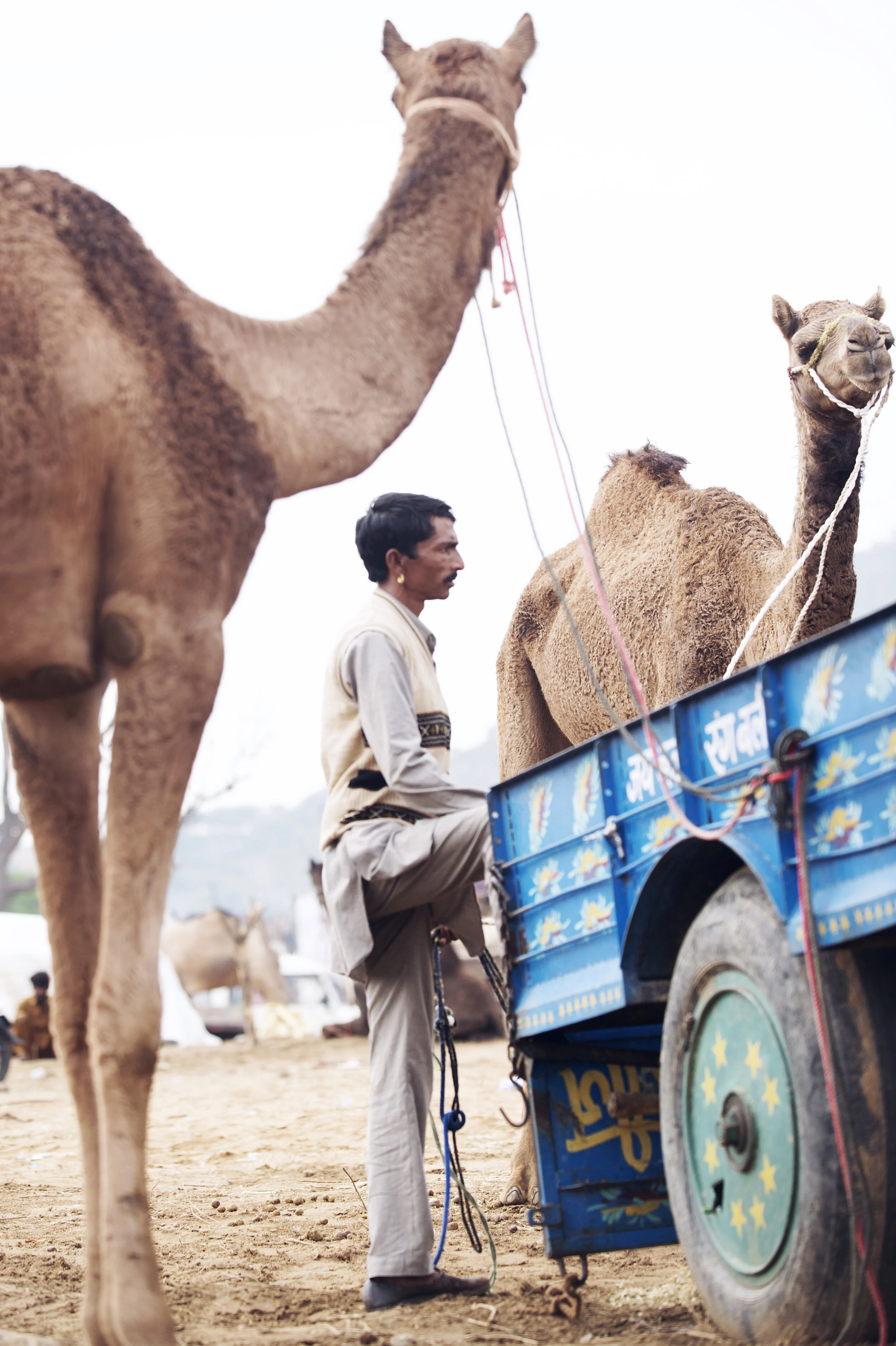 irenebel_photographer_working_animals