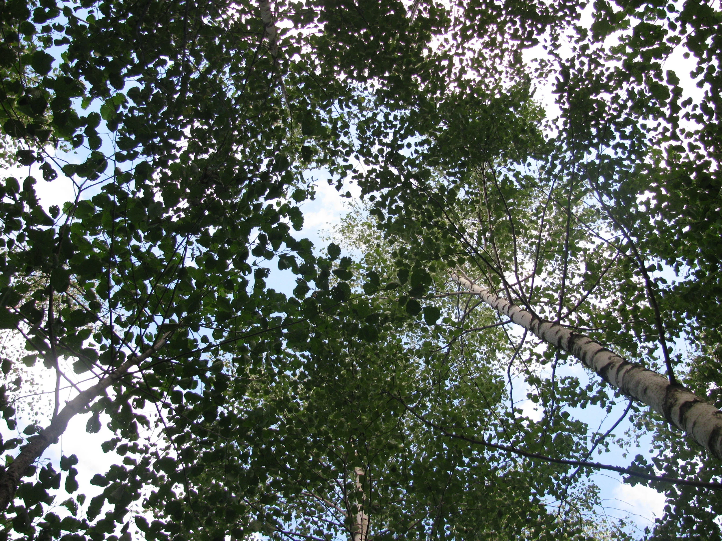 Birch-Alder plot in 2014