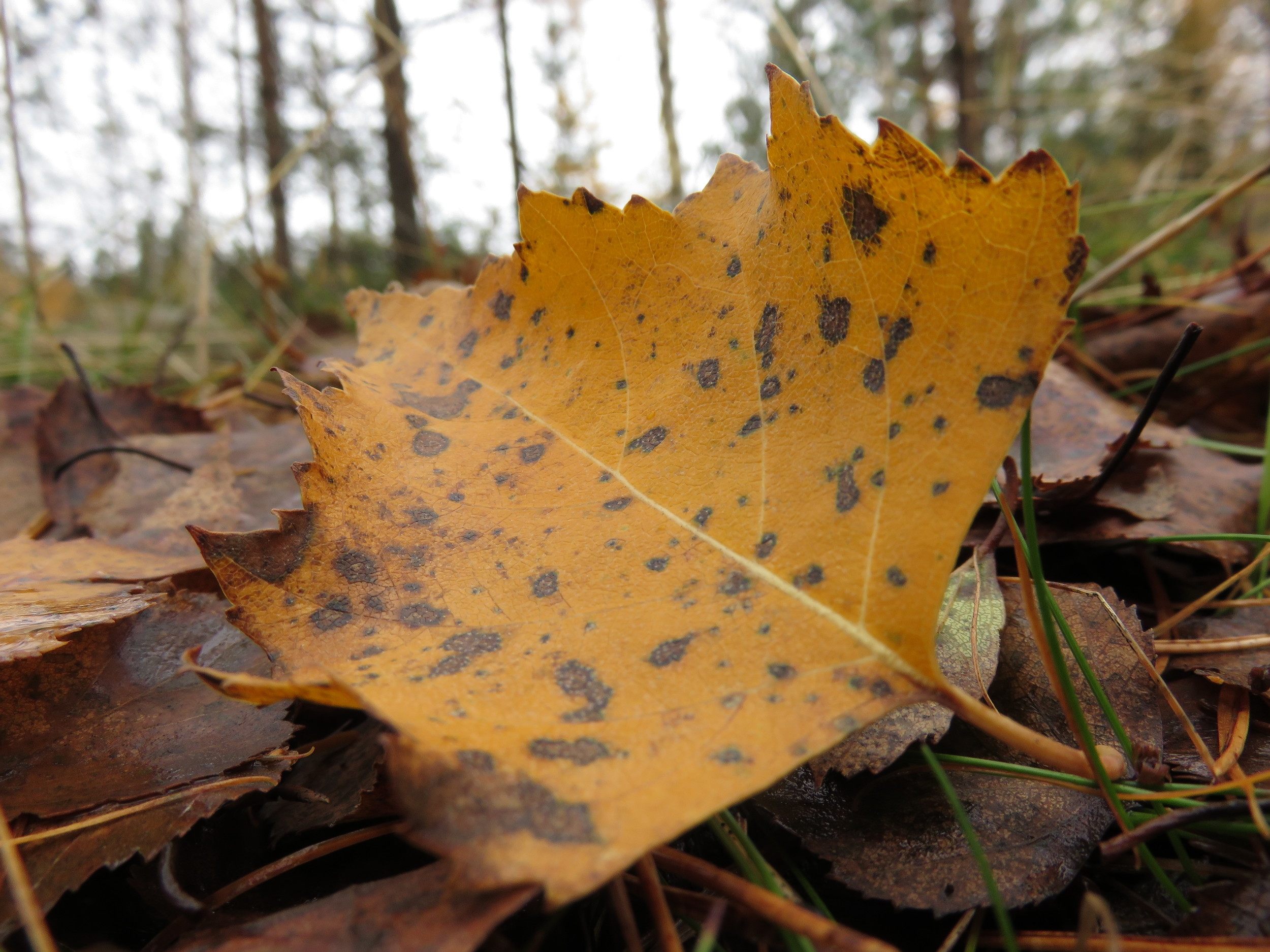 Birch litter leaf