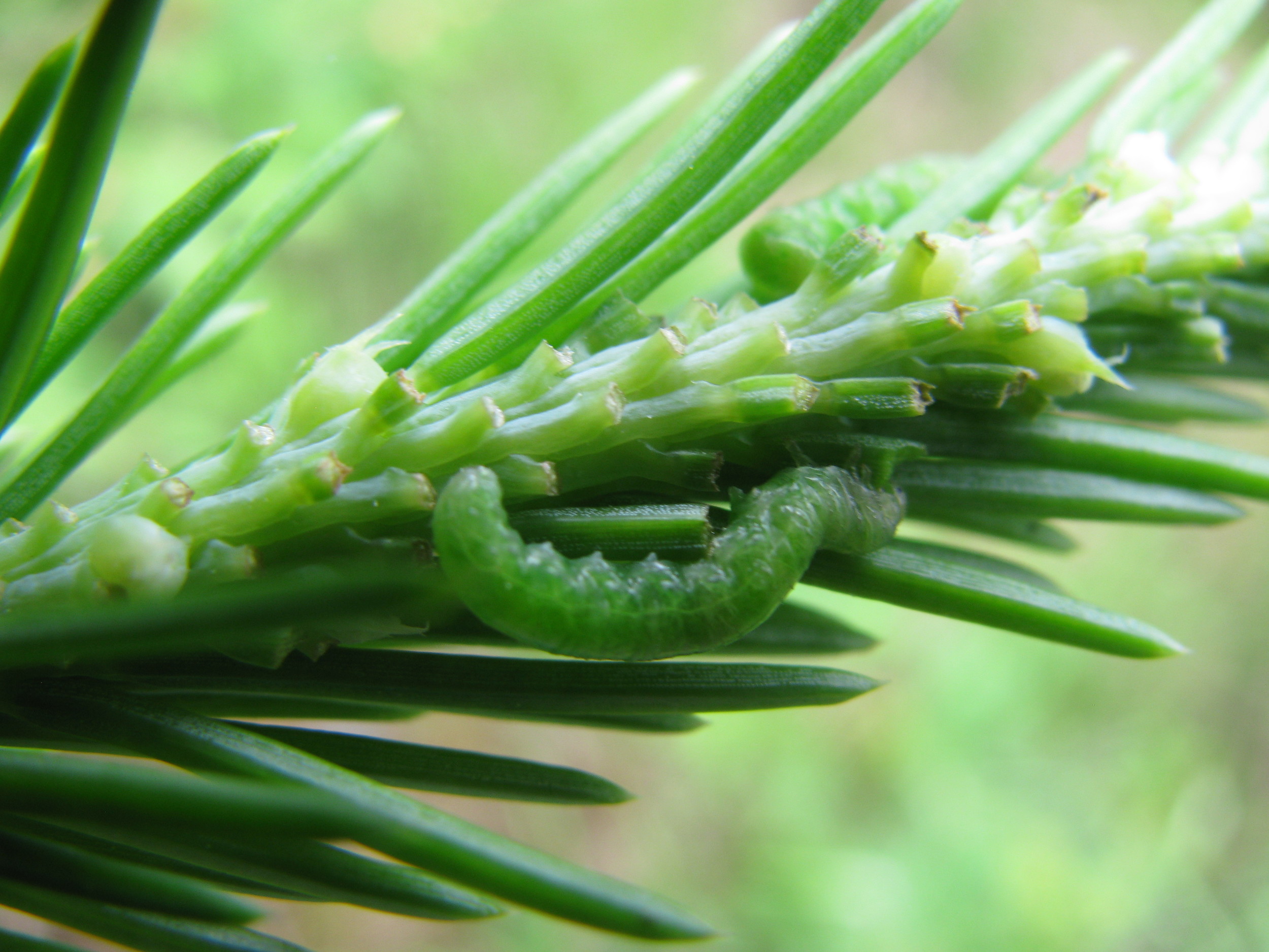 Pristiphora abietina sawfly on spruce