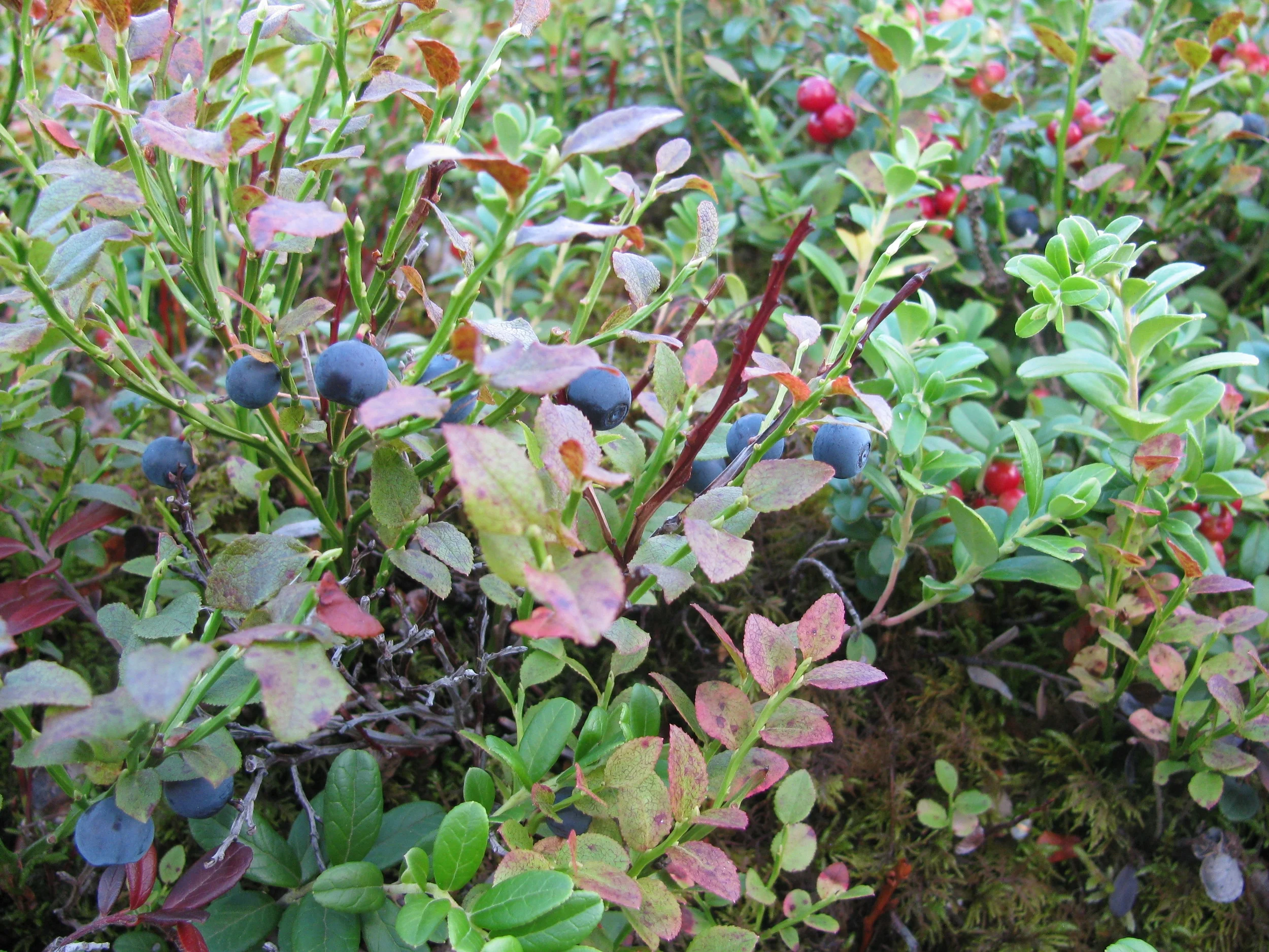 Satakunta 2014 565.jpg