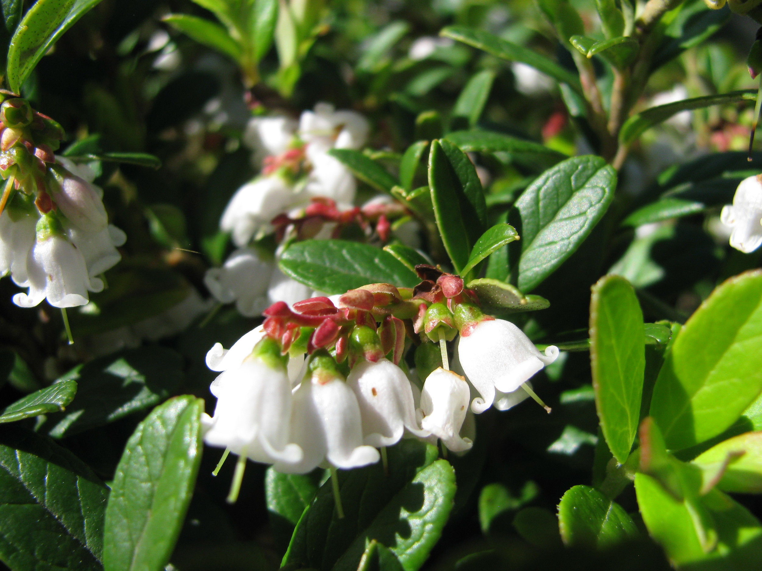Lingonberry ( Vaccinium vitis-idaea ) in flower