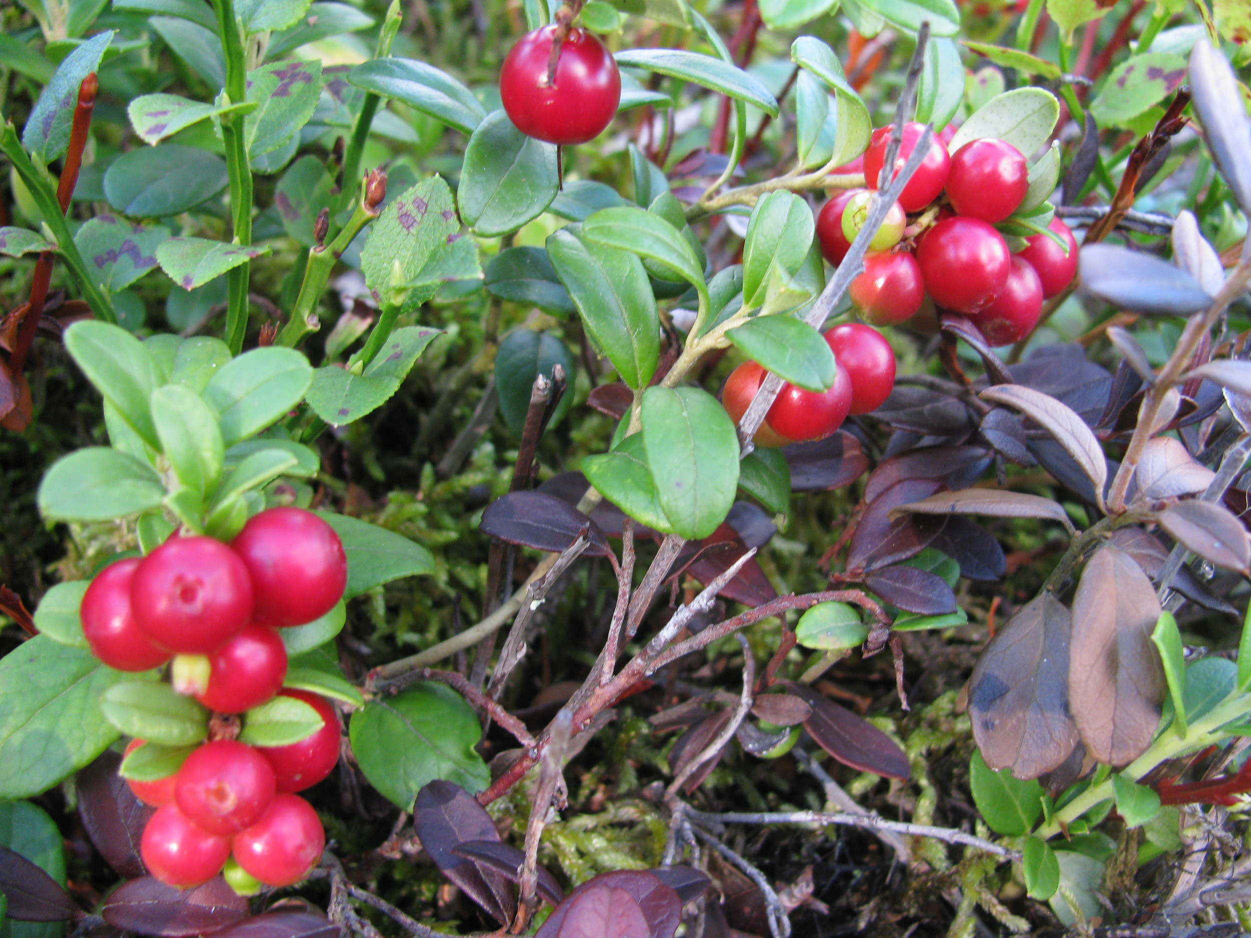 Lingonberry ( Vaccinium vitis-idaea )
