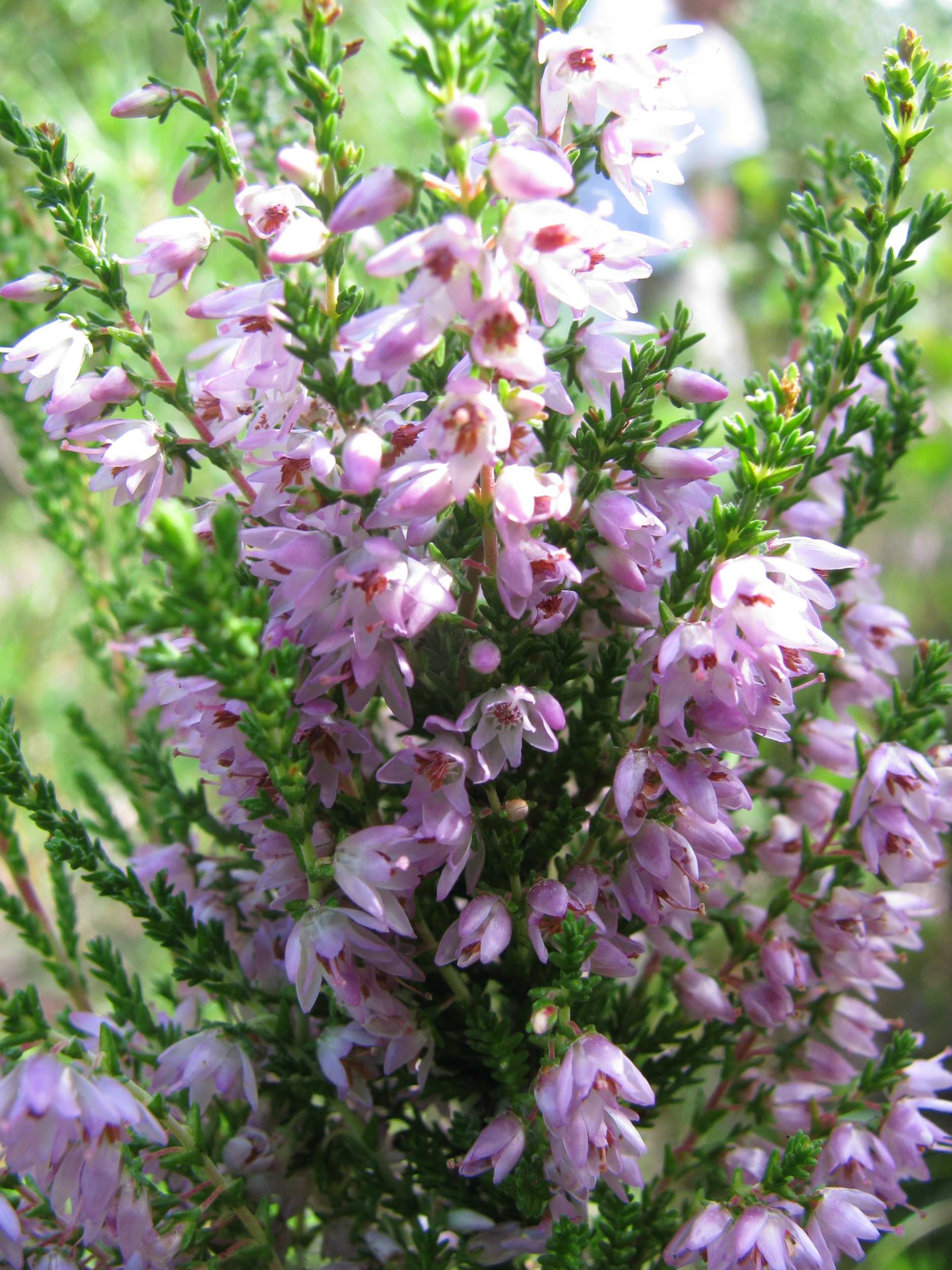 Heather ( Calluna vulgaris )