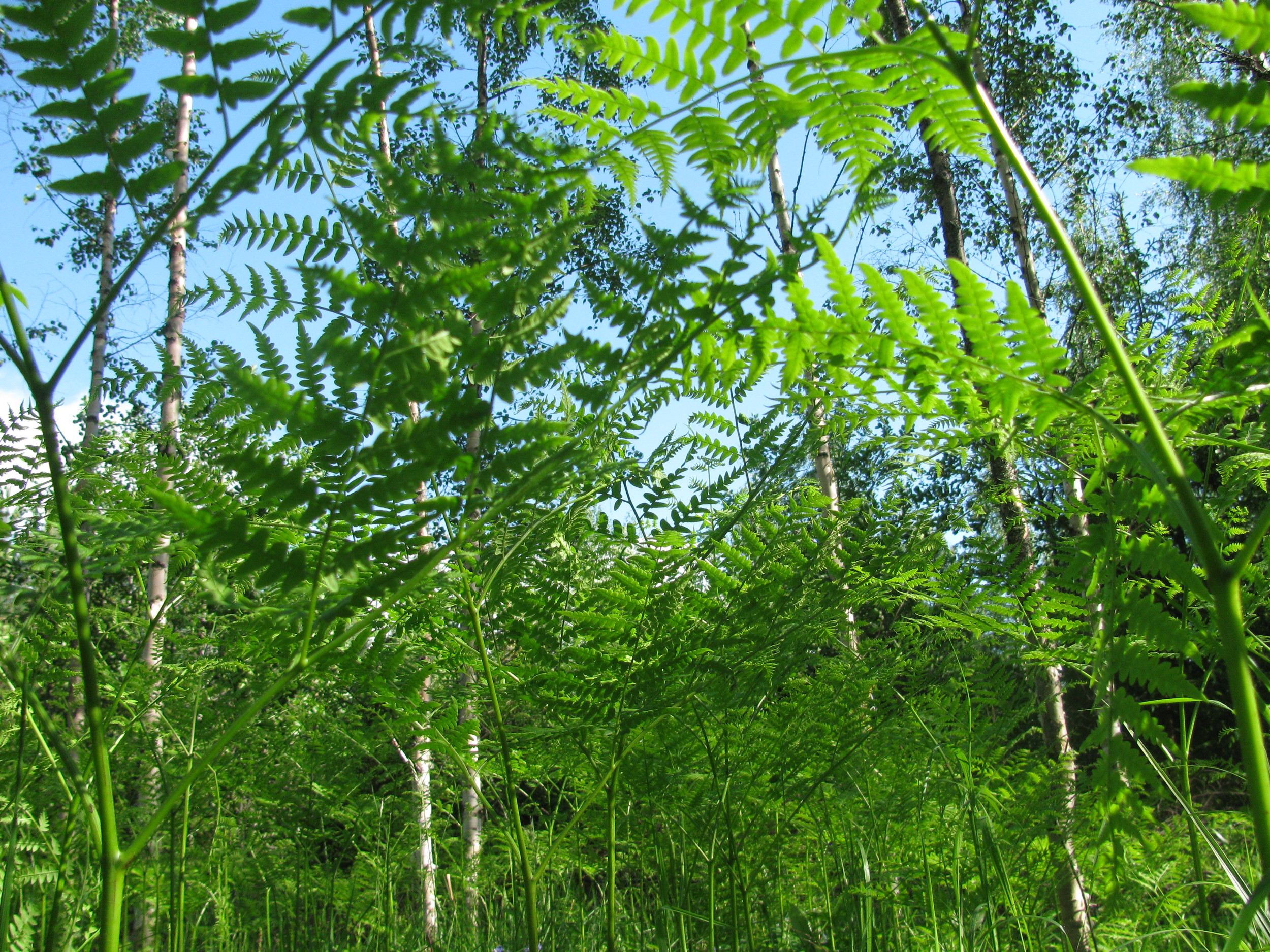 Ferns 