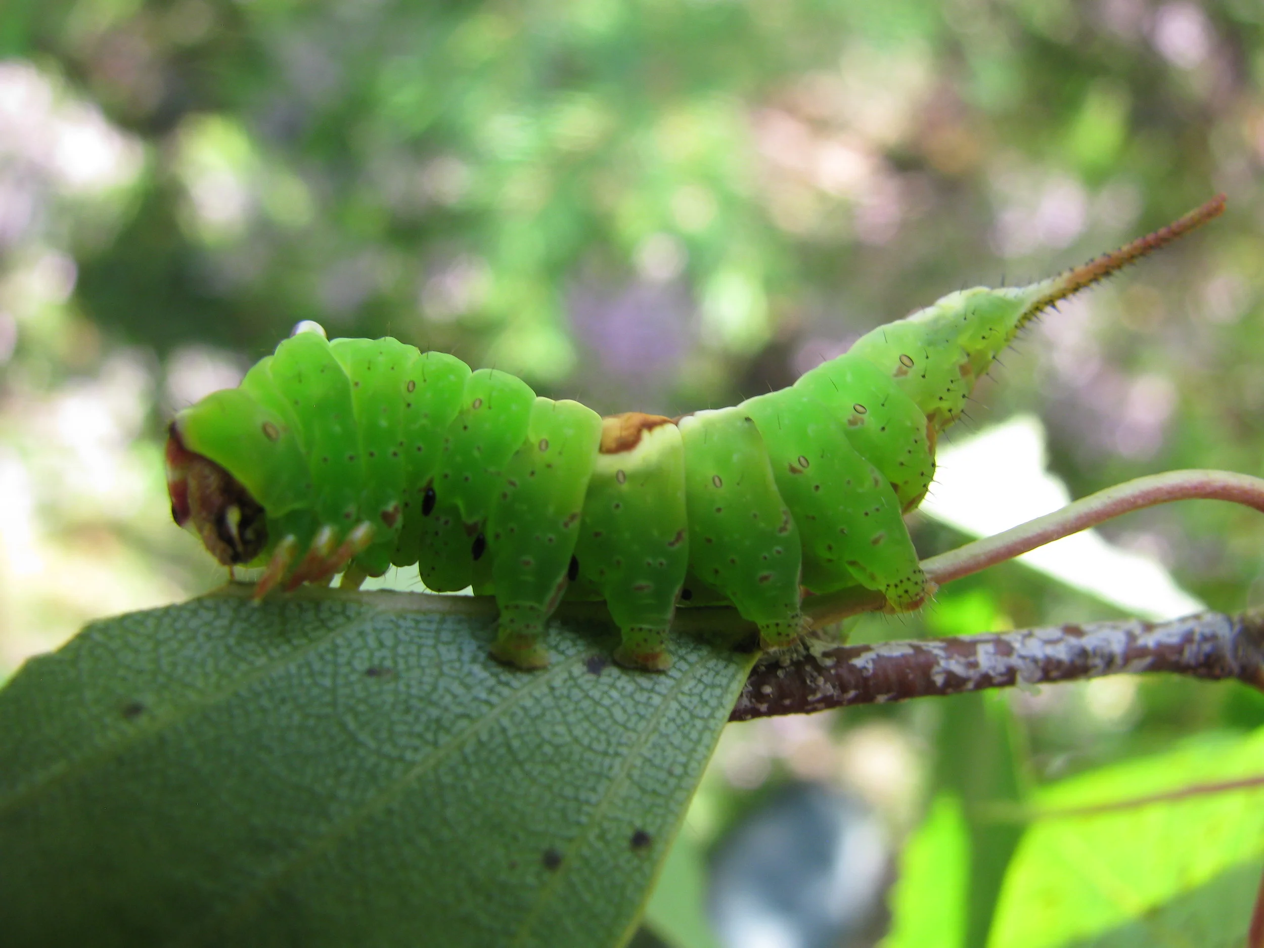 Finland 2011 039.jpg