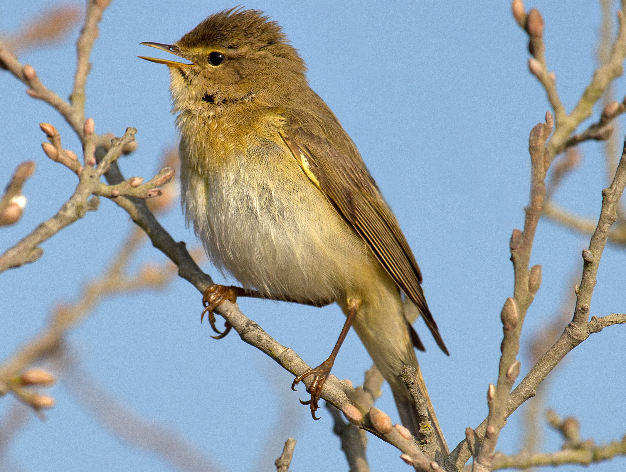 Willow warbler ( Phylloscopus trochilus )