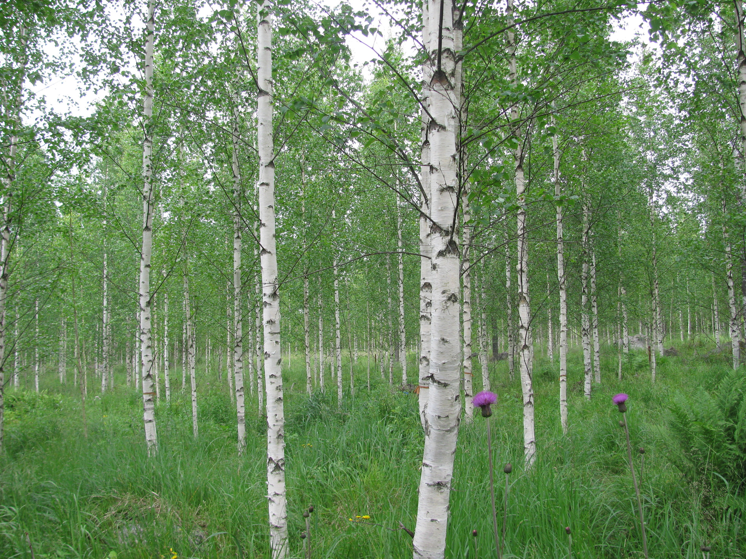 Birch clone plots in 2015
