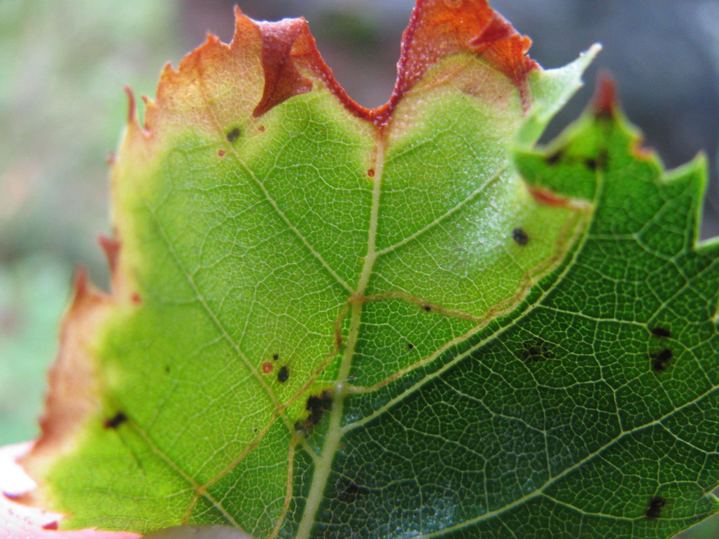 Mines of Phylloporia bistrigella on birch