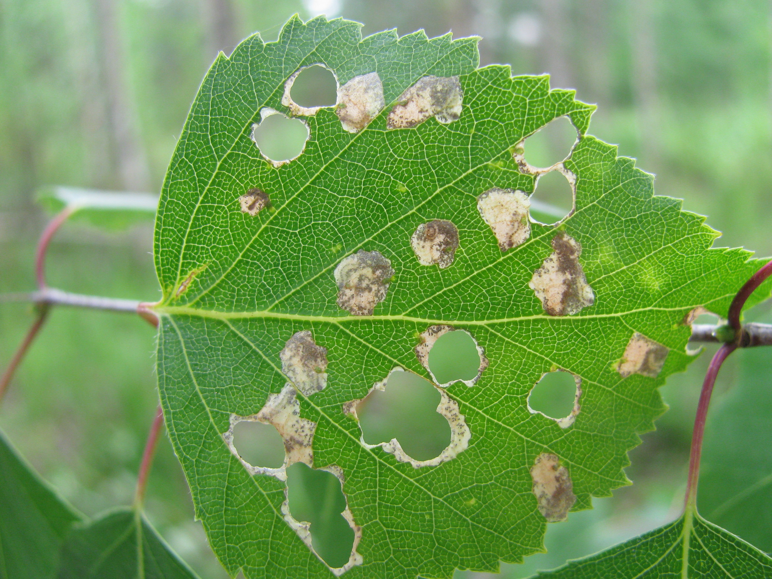 Mines of Incurvaria pectinea on birch