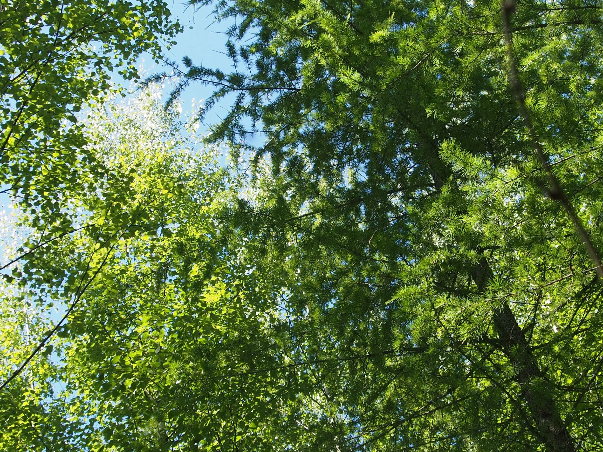 Birch-Larch-Alder plot