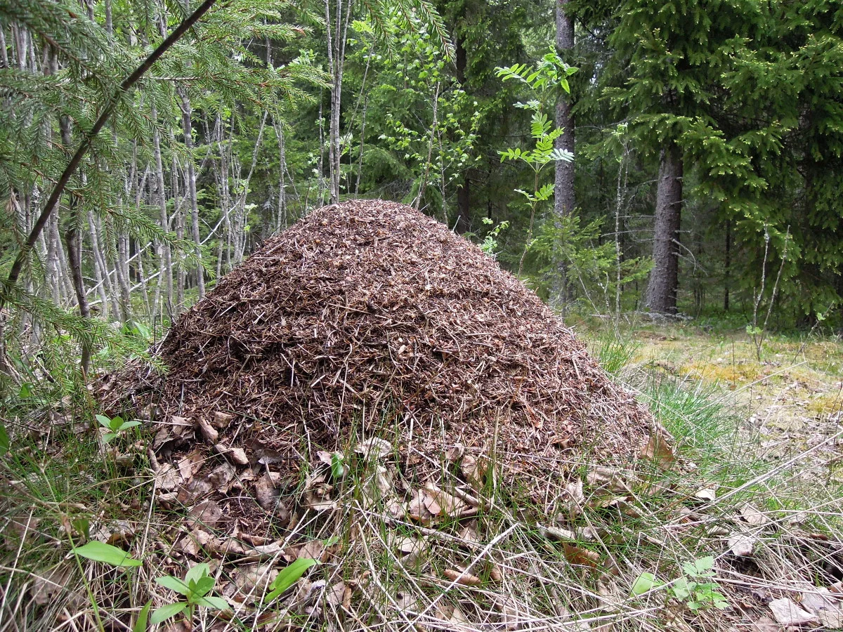 Wood ant nest