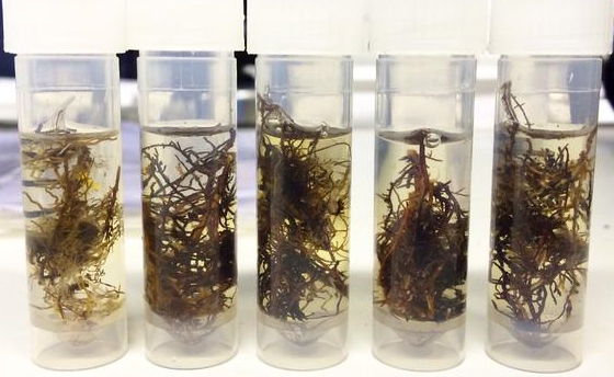 Fine root samples for fungal DNA analysis