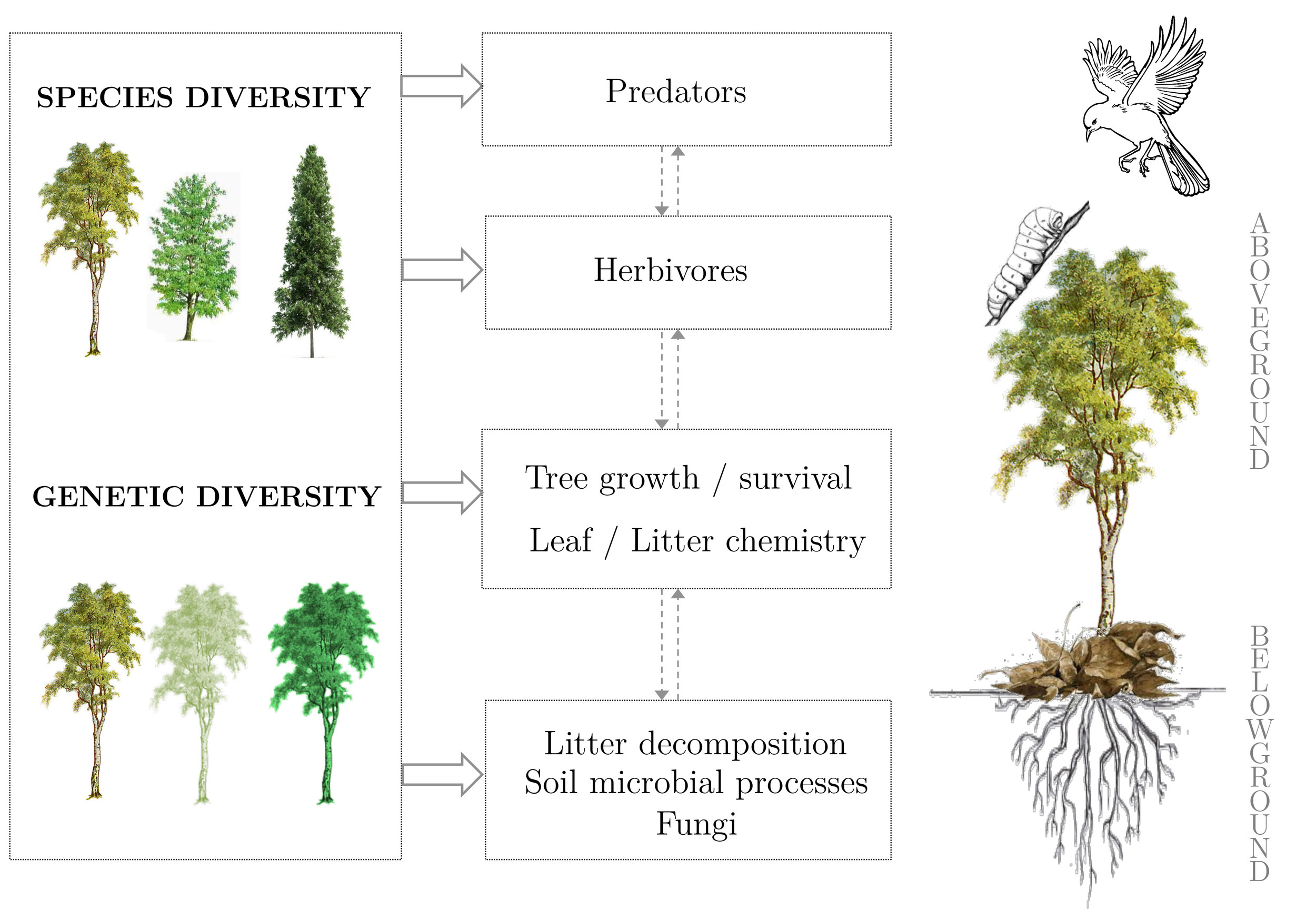 Figure 1 : Direct (solid arrows) and indirect (dashed arrows) effects of tree species and genetic diversity on above- and belowground processes.