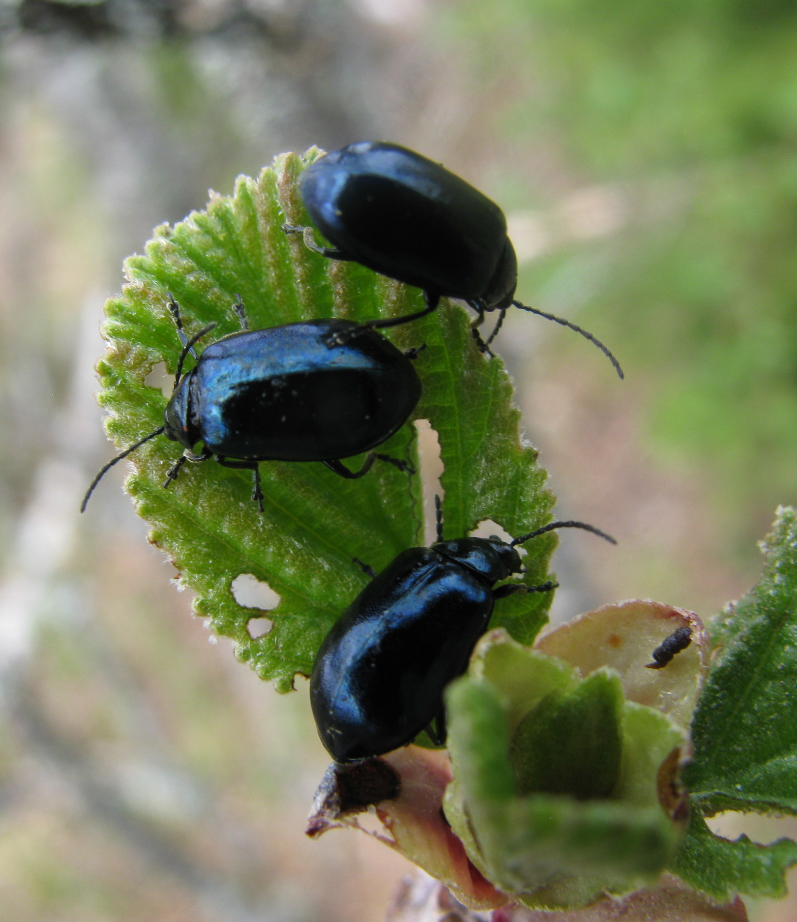 Agelastica alni beetles on alder